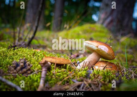 Funghi che sgorgano sulla glade della foresta. Cibo di funghi CEP. Boleto che cresce nella natura selvaggia Foto Stock