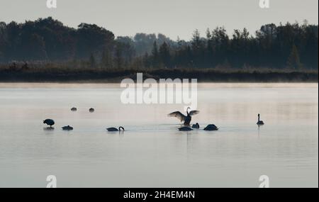 Il trombettista cigni in un lago con nebbia al mattino presto a Crex Meadows in Wisconsin. Foto Stock