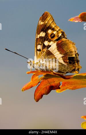 La farfalla viola dell'Imperatore Apatura Iris maschio siede su una foglia di quercia, la farfalla con vista laterale sulla foglia Foto Stock