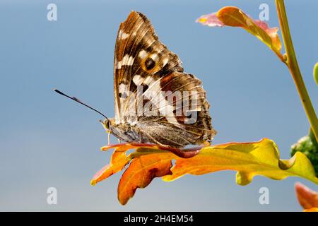 La farfalla dell'imperatore viola Apatura Iris maschio siede su una foglia di quercia, con vista laterale della farfalla appollaiata sotto la farfalla Foto Stock