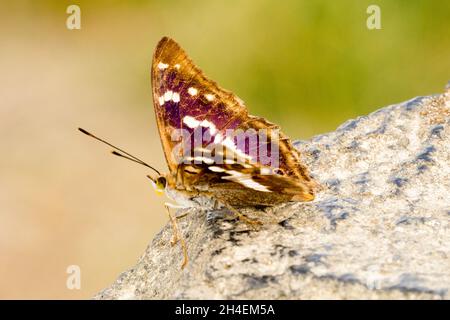 Viola imperatore farfalla Apatura iris maschio su pietra Foto Stock
