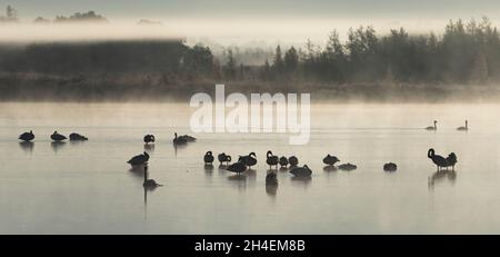 Un gregge di trombettieri cigni in nebbia all'alba su uno stagno a Crex Meadows in Wisconsin. Foto Stock