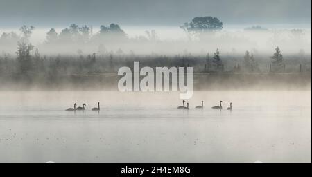 Un gregge di trombettieri cigni in nebbia all'alba su uno stagno a Crex Meadows in Wisconsin. Foto Stock