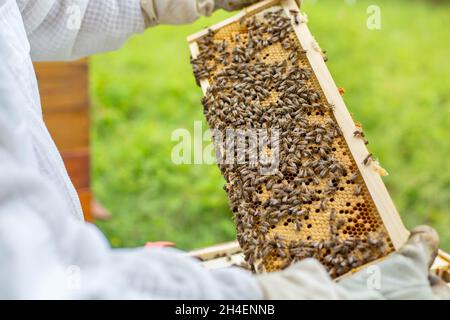 Cornice di ape piena o ricca di miele fresco e cera, un fluido dolce, appiccicoso giallastro-marrone fatto da api e altri insetti dal nettare raccolti da fiori Foto Stock