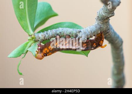 Oleandro Hawk Moth caterpillar che perching e mangiare una foglia di Adenium Foto Stock
