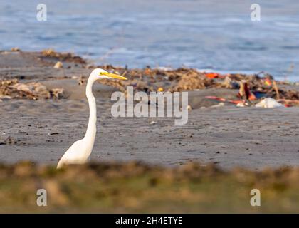 Greater Egret in un lago per la ricerca di cibo Foto Stock