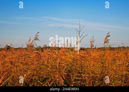 Un letto di Reed comune, Phragmites communis, con un piccolo albero morto vicino al fiume ANT sui Broads di Norfolk a Ludham, Norfolk, Inghilterra, Regno Unito. Foto Stock