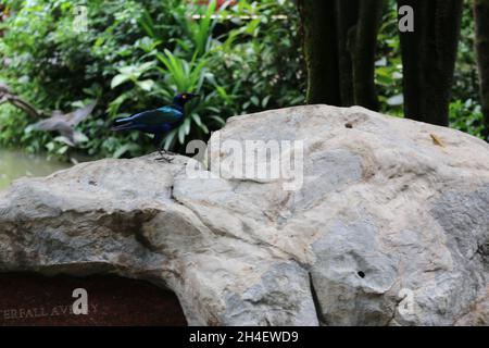 Vari tipi di uccelli belli in un Parco degli Uccelli di Singapore Foto Stock