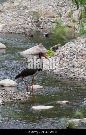 Schwarzstorch, Schwarz-Storch, Ciconia nigra, cicogna nera, la cigogne noire Foto Stock