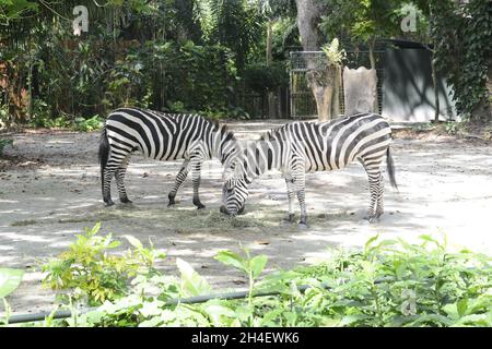 due zebre che mangiano erba nella giungla Foto Stock