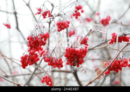 Bacche di viburno congelate rosse alla fine dell'autunno nel gelo Foto Stock