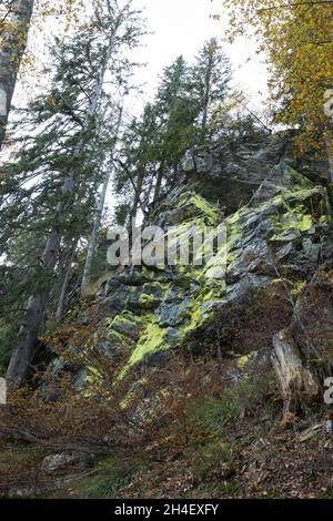 Schwefelflechte, lichen di zolfo, Foto Stock