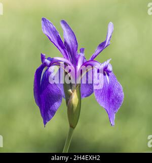 Iride in acqua blu in fiore pieno Foto Stock