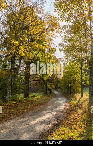 Weg im Herbst, modo in autunno Foto Stock