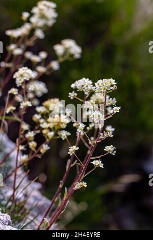 Crosta di Saxifraga fiore in montagna, da vicino Foto Stock