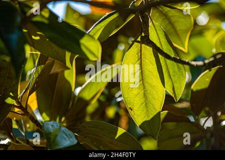 Particolare di foglie di magnolia con sfondo sfocato Magnolia grandiflora Foto Stock