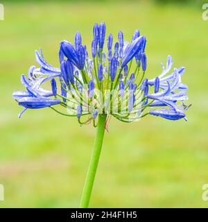 Da vicino agapanthe fiore, bella pianta blu in estate, dopo la pioggia Foto Stock