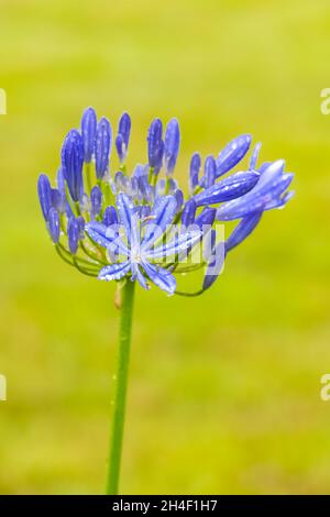 Da vicino agapanthe fiore, bella pianta blu in estate, dopo la pioggia Foto Stock