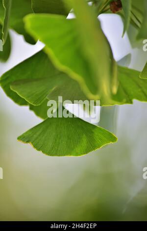 Ginkgo biloba anche conosciuto come albero di maidenhair è una specie di albero nativo della Cina. Foto Stock