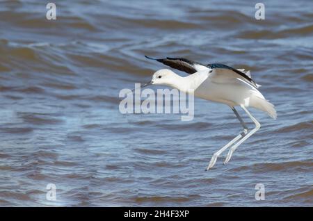 American Avocet, Recurvirostra americana, sbarco lungo la costa Foto Stock