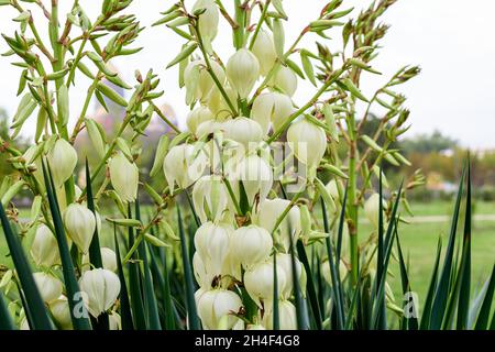 Molti delicati fiori bianchi della pianta di Yucca filamentosa, comunemente conosciuta come ago e filo di Adamo, in un giardino in una giornata estiva soleggiata, bellissimo outdo Foto Stock