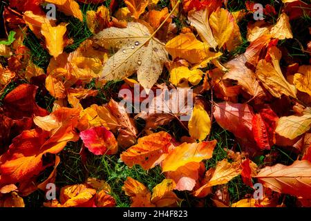 NATURA: Foglie d'autunno d'oro Foto Stock