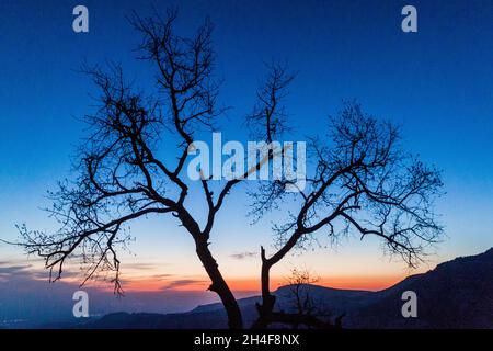 Tramonto dietro un albero al canyon di Wadi Dana nella Riserva della Biosfera di Dana, Giordania Foto Stock