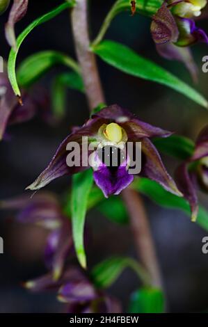 Epipactis helleborine è una specie di orchidee terrestri. Foto Stock