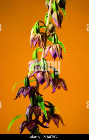 Epipactis helleborine è una specie di orchidee terrestri. Foto Stock