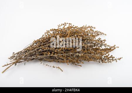 Erba secca di legno di Wormwood, Artemisia absinthium, isolato su sfondo bianco. Foto Stock