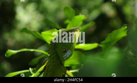 Estremo primo piano di un giardino orientale volto di lucertola in una giornata di sole Foto Stock