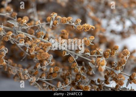 Erba secca di Wormwood, Artemisia assenzio, primo piano, macro fotografia. Foto Stock