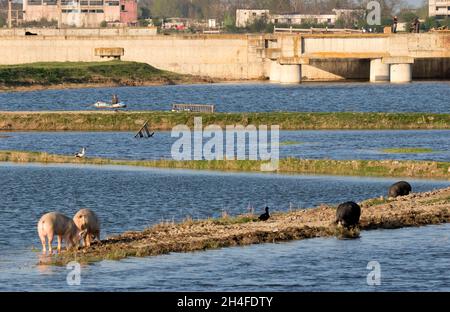 Resti di comunismo, fauna selvatica, maiali, canottaggio e taglio di capelli all'aperto Foto Stock