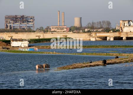 Resti di comunismo, fauna selvatica, maiali, canottaggio e taglio di capelli all'aperto Foto Stock