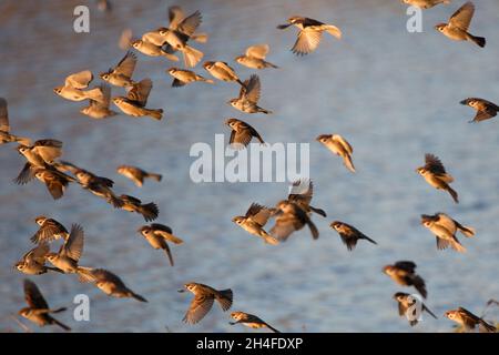 Un gregge di passero eurasiatico che vola alle luci del tramonto Foto Stock