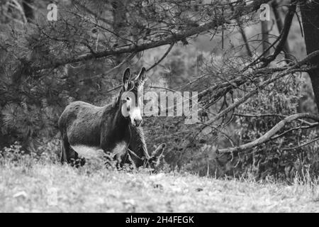 Asino in posa in un campo Foto Stock