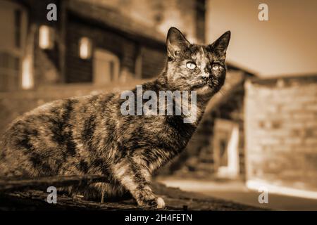 Tartaruga gatto in piedi su un tetto nel giardino posteriore in un caldo tono seppia Foto Stock