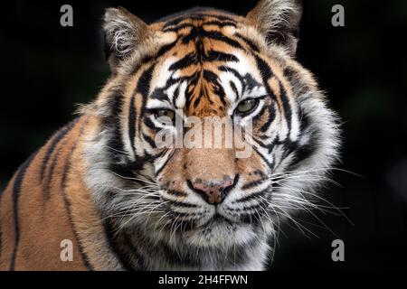 Donna Sumatran Tiger, guardando verso la fotocamera Foto Stock