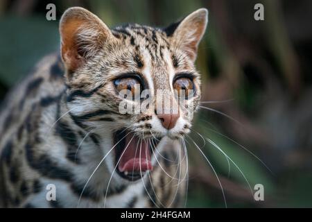 gatto leopardo asiatico (Pionailurus bengalensis) Foto Stock