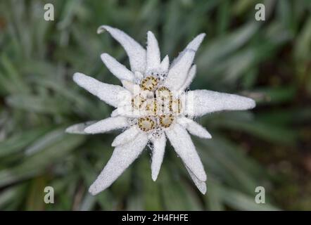 Fiore di Alpen-Edelweiss (Leontopodium nivale), Vallese, Svizzera Foto Stock