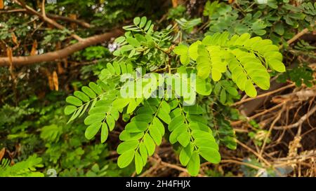 Primo piano di Robinia pseudoacacia comunemente noto come un albero nero di carrust foglie sotto la luce del sole Foto Stock