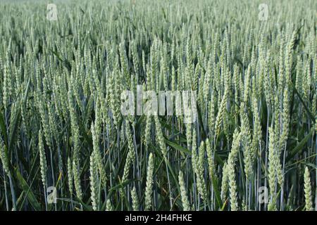 Unreifer Winterweizen, der noch blau-grün ist, auf einem Feld in Heiden, NRW, Deutschland. Foto Stock