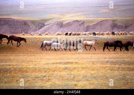 Mandrie di cavalli corrono nella prateria del Kirghizistan Foto Stock