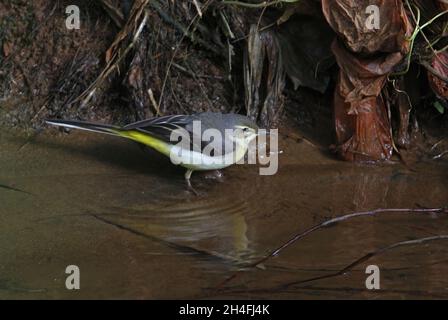 Gray Wagtail (Motacilla cinerea) che si nuota nel basso torrente Victoria Park, Nuwara Eliya, Sri Lanka Dicembre Foto Stock