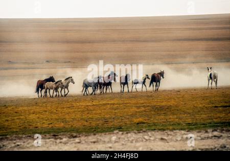 Mandrie di cavalli corrono nella prateria del Kirghizistan Foto Stock