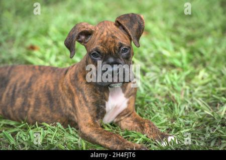 9 week old brindle Boxer cane cucciolo sdraiato sul prato erba Foto Stock