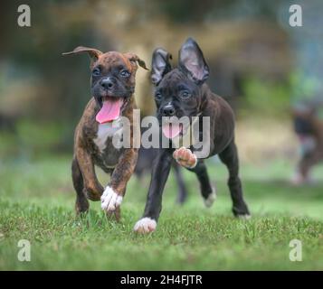 Due cuccioli di cane Boxer di nove settimane rompono e giocano correndo verso di noi sul prato in erba Foto Stock