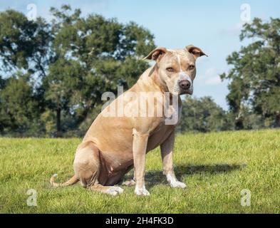 Pit Bull Terrier cane siede in erba pascolo Foto Stock