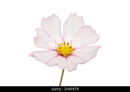 Fiore COSMOS con petali bianchi frangiati con rosso isolato contro bianco Foto Stock