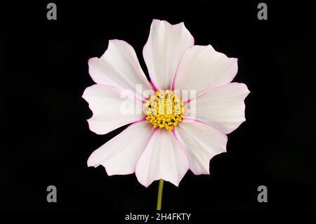 Fiore COSMOS con petali bianchi frangiati con rosso isolato contro nero Foto Stock